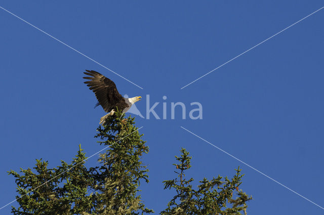 American bald eagle (Haliaeetus leucocephalus)