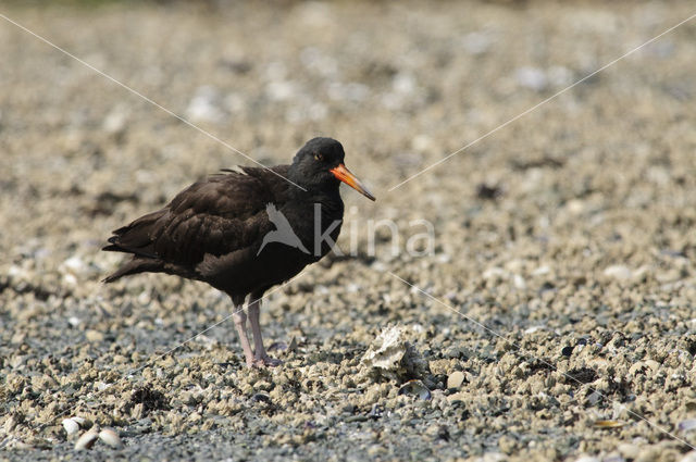 American black oystercatcher (Haematopus bachmani)
