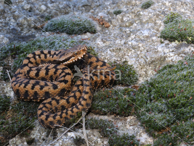 asp viper (Vipera aspis)