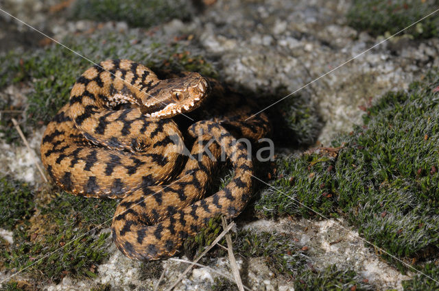 asp viper (Vipera aspis)