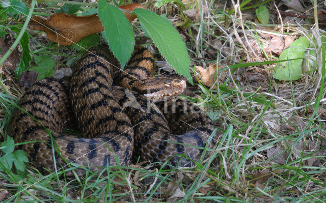 Aspisadder (Vipera aspis)