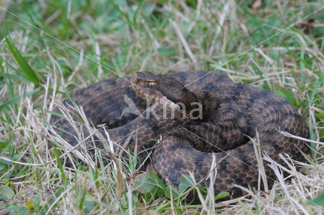 asp viper (Vipera aspis)