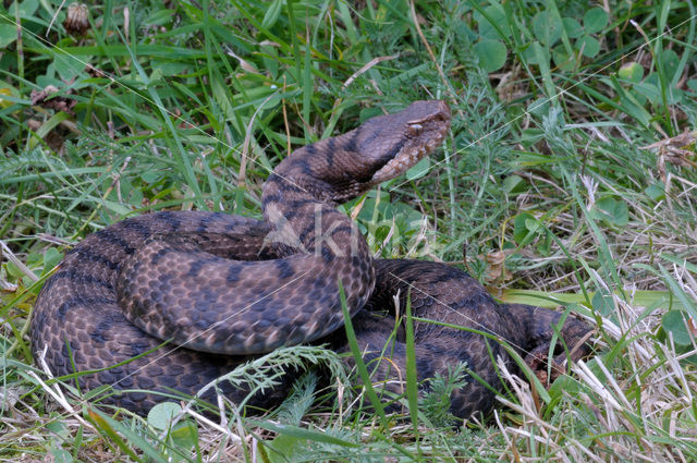 asp viper (Vipera aspis)