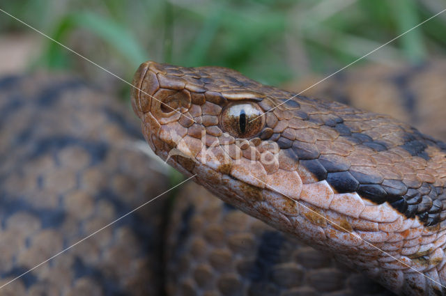 Aspisadder (Vipera aspis)