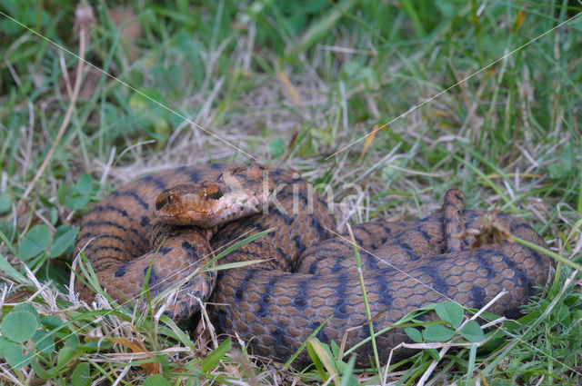 asp viper (Vipera aspis)