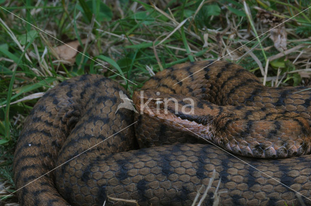 asp viper (Vipera aspis)