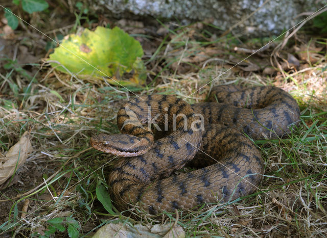 Aspisadder (Vipera aspis)