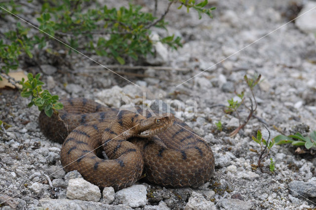 asp viper (Vipera aspis)