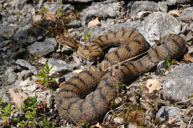 asp viper (Vipera aspis)