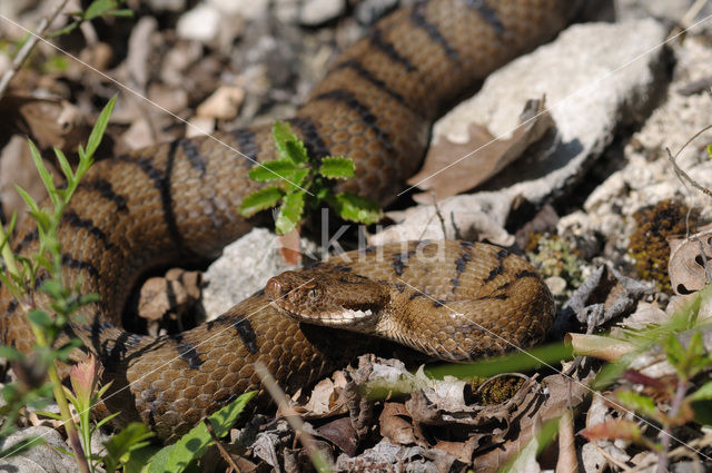 Aspisadder (Vipera aspis)