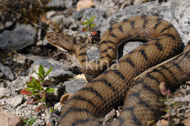 Aspisadder (Vipera aspis)