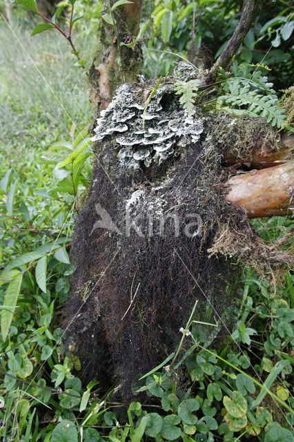 Beard Lichen (Usnea)