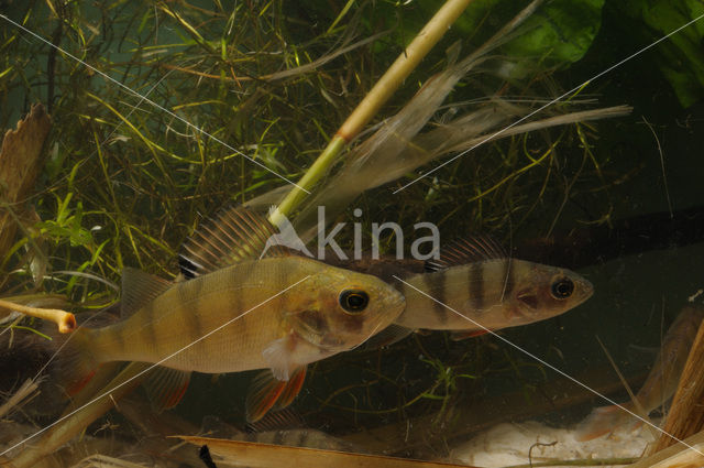 Baars (Perca fluviatilis)