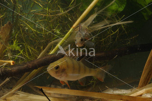 river perch (Perca fluviatilis)