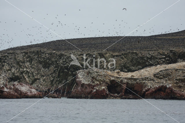 Ballestas eilanden