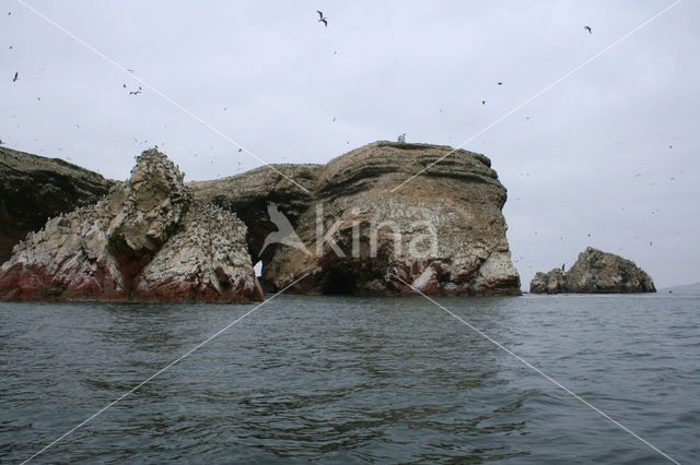 Ballestas eilanden