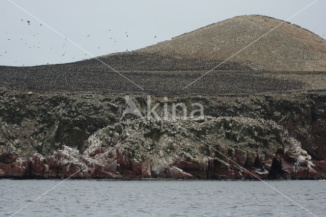 Ballestas eilanden