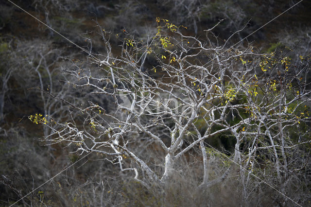 Palo Santo tree (Bursera graveolens)