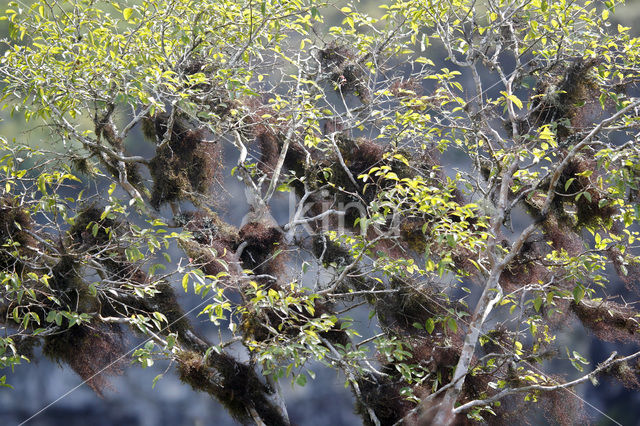 Palo Santo tree (Bursera graveolens)