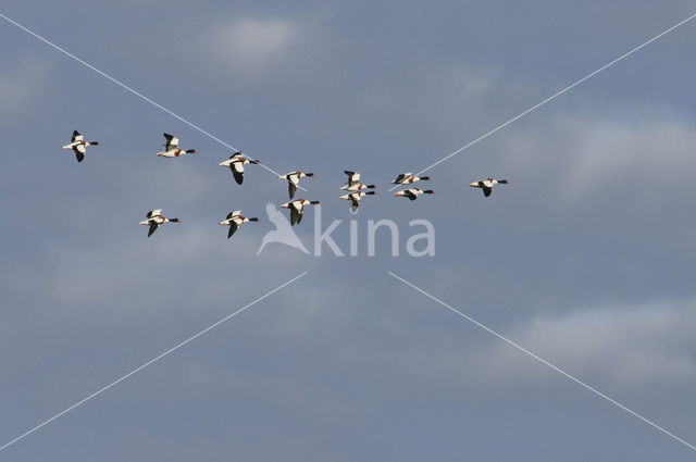 Shelduck (Tadorna tadorna)