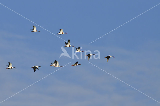 Bergeend (Tadorna tadorna)