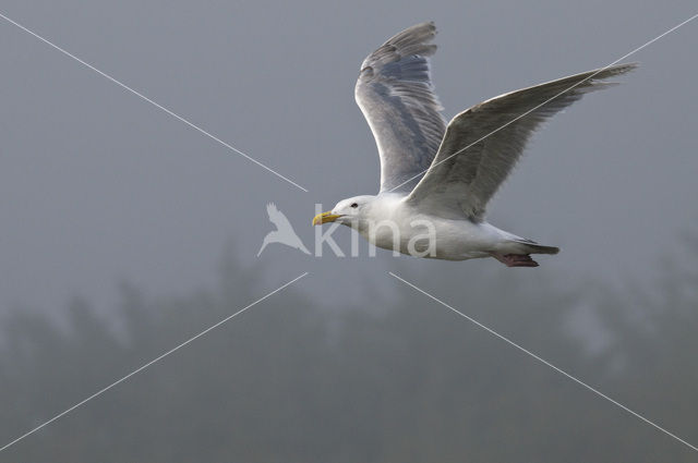 Glaucous-winged Gull (Larus glaucescens)