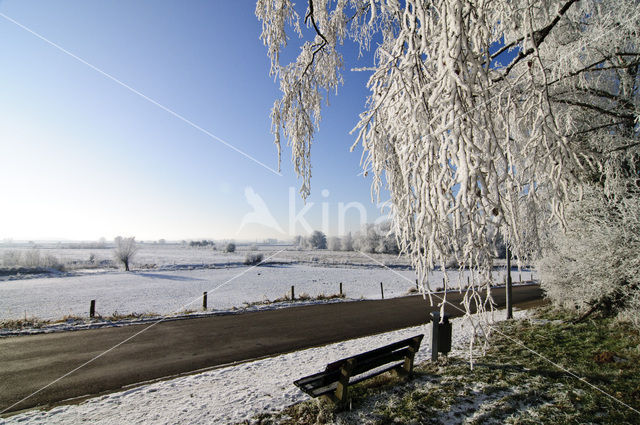 Birch (Betula)