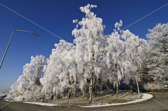 Berk (Betula)