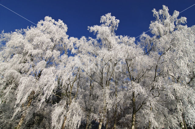 Birch (Betula)