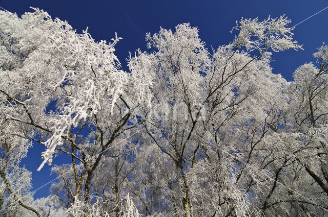 Birch (Betula)