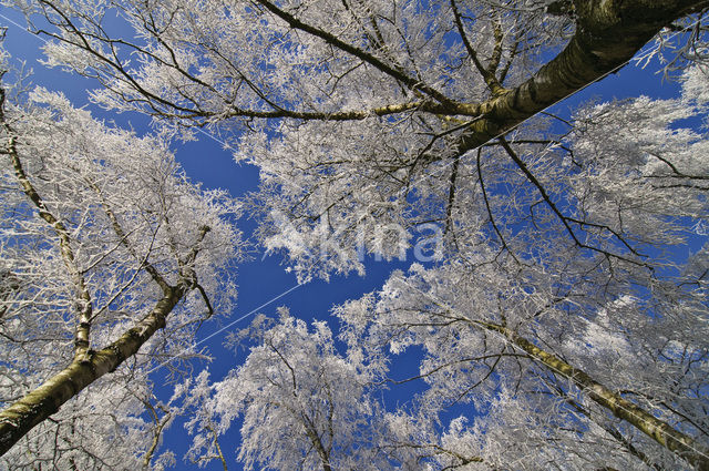 Berk (Betula)