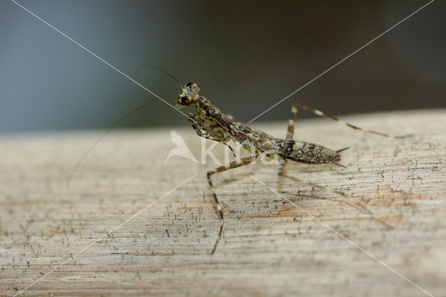 Praying mantis