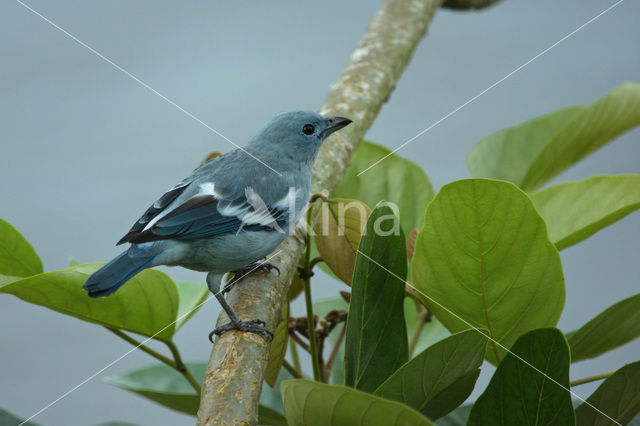 Blue-grey Tanager (Thraupis episcopus)
