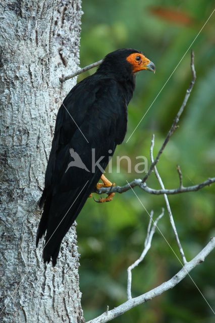 Black Caracara (Daptrius ater)