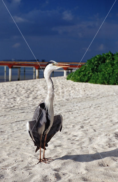 Grey Heron (Ardea cinerea)