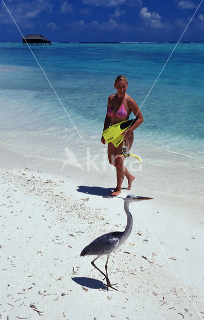 Blauwe Reiger (Ardea cinerea)