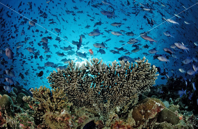 Redtoothed triggerfish (Odonus niger)