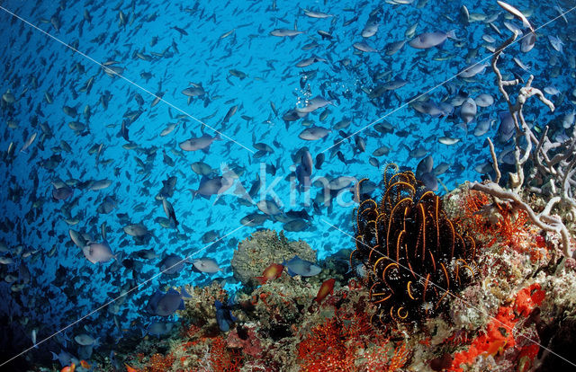 Redtoothed triggerfish (Odonus niger)