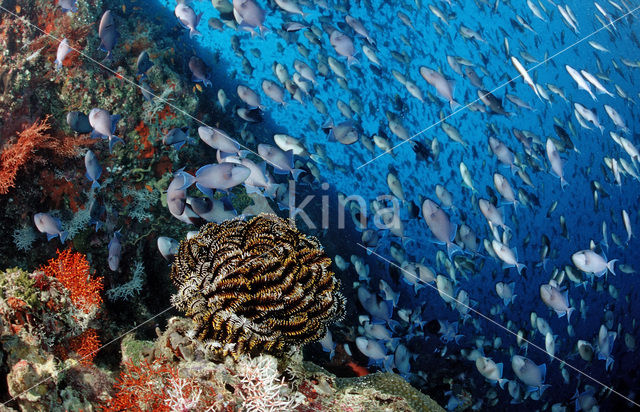 Redtoothed triggerfish (Odonus niger)