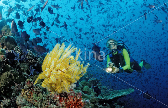 Redtoothed triggerfish (Odonus niger)