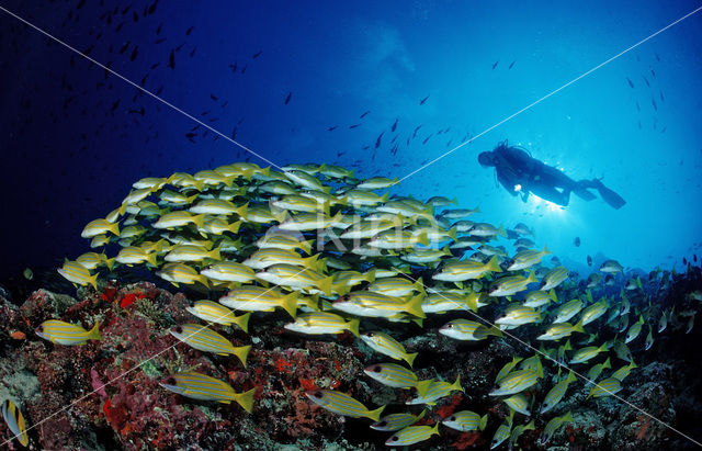 Blauwgestreepte Snapper (Lutjanus kasmira )