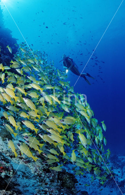 Common bluestripe snapper (Lutjanus kasmira )