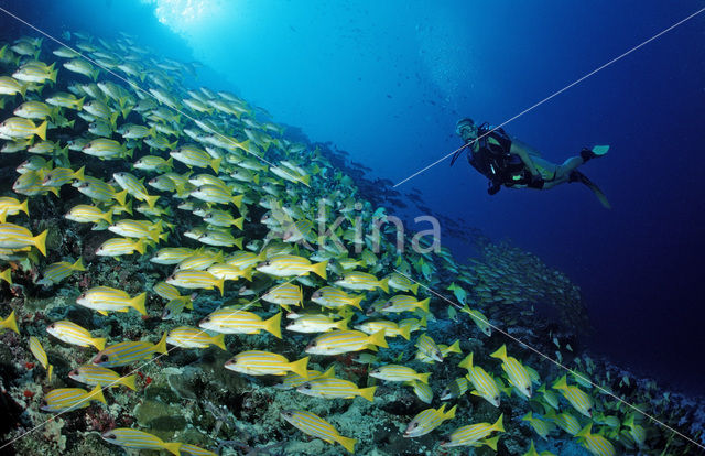 Blauwgestreepte Snapper (Lutjanus kasmira )