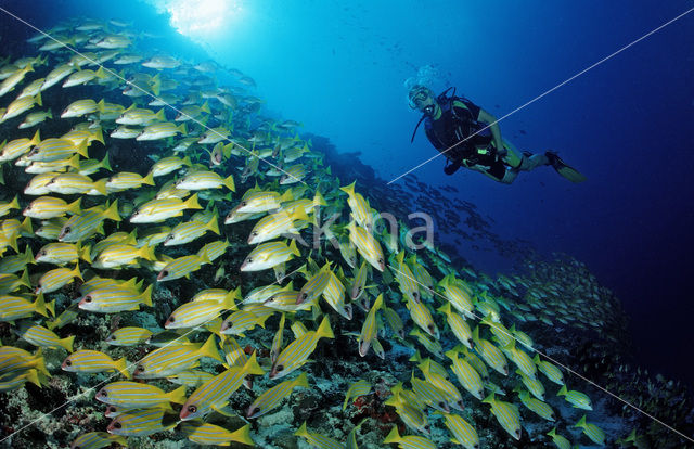 Blauwgestreepte Snapper (Lutjanus kasmira )