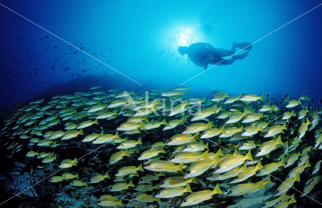 Common bluestripe snapper (Lutjanus kasmira )