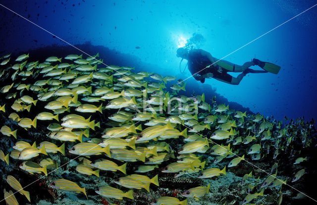 Common bluestripe snapper (Lutjanus kasmira )