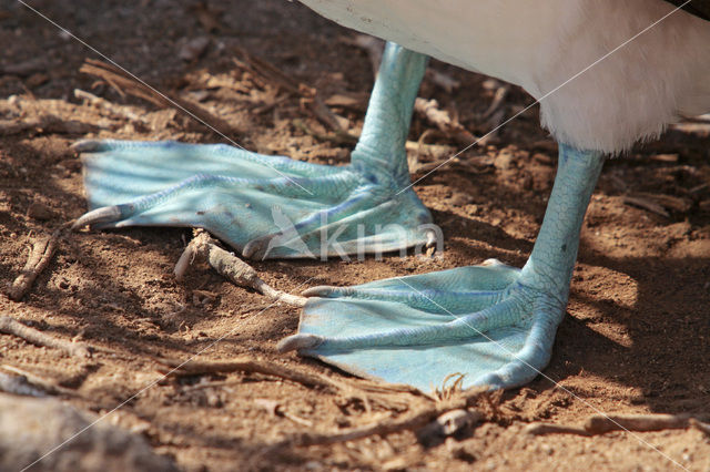 Blue-footed booby (Sula nebouxii)