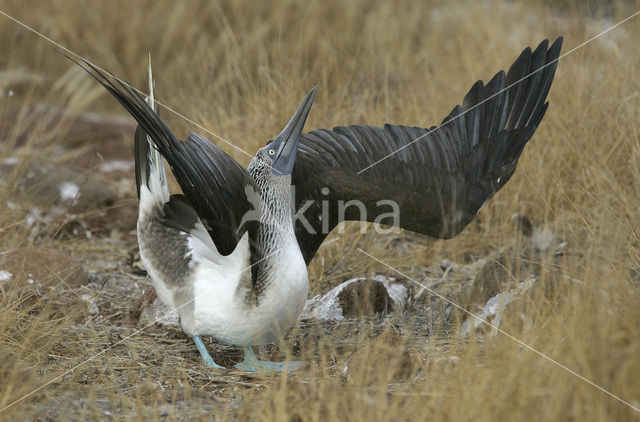 Blue-footed booby (Sula nebouxii)