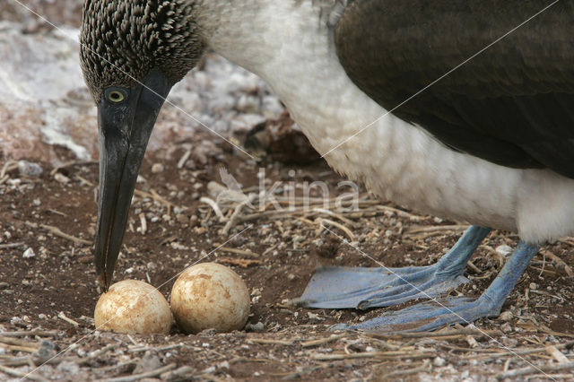 Blue-footed booby (Sula nebouxii)