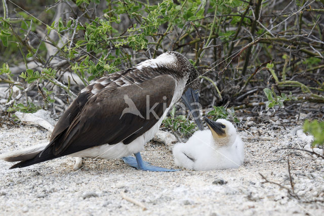 Blue-footed booby (Sula nebouxii)